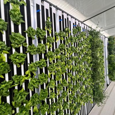 A vertical farm featuring lush green lettuce growing on wall-mounted planters in a modern agricultural setting.
